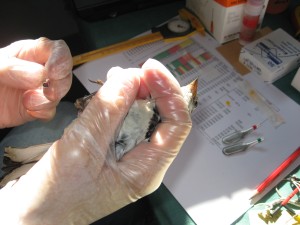 ringing an adult female snowbunting